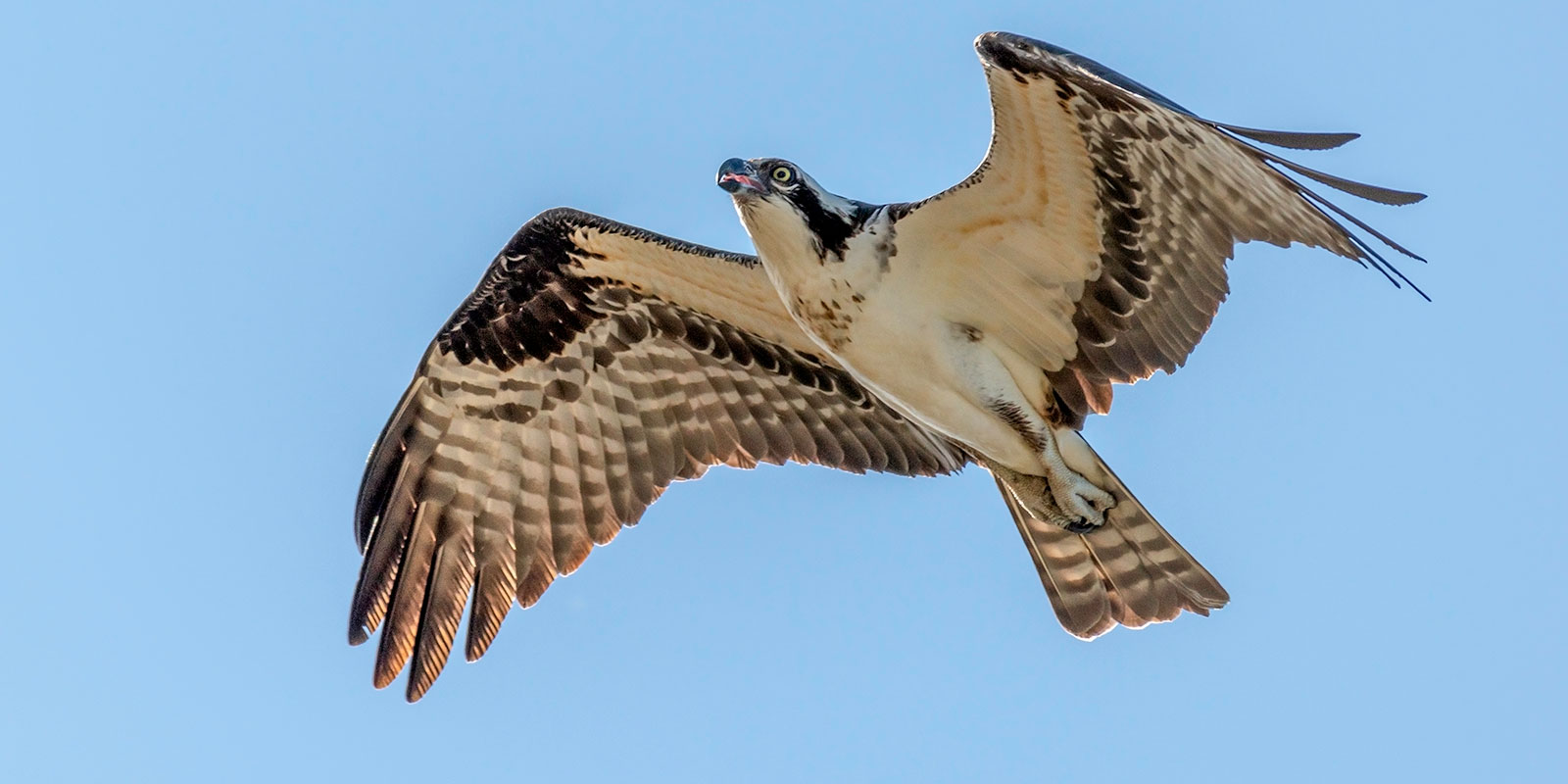 banner-osprey-soaring - Russell Lands - Russell Lands